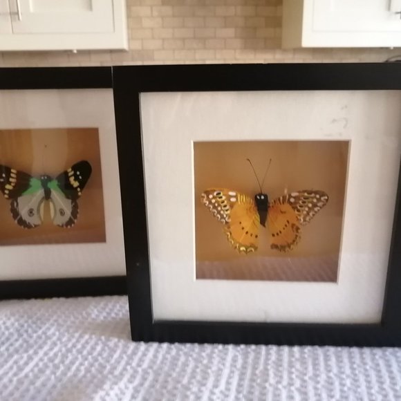 butterfly small picture in beautiful black frame - Picture 2 of 2